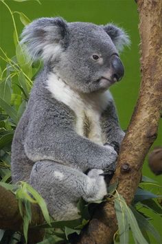 Cottage koala beauval