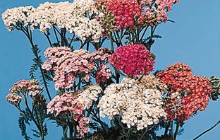 Cottage yarrow