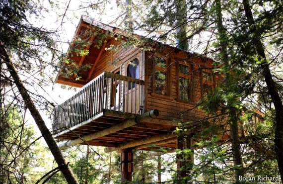 Chalet arbre