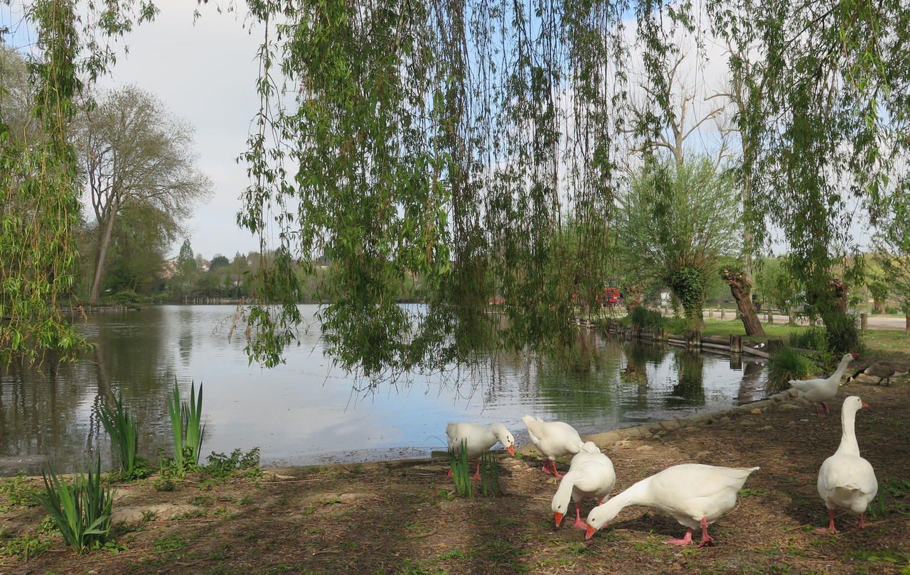 Le chalet des étangs restaurant - vert le petit (91)