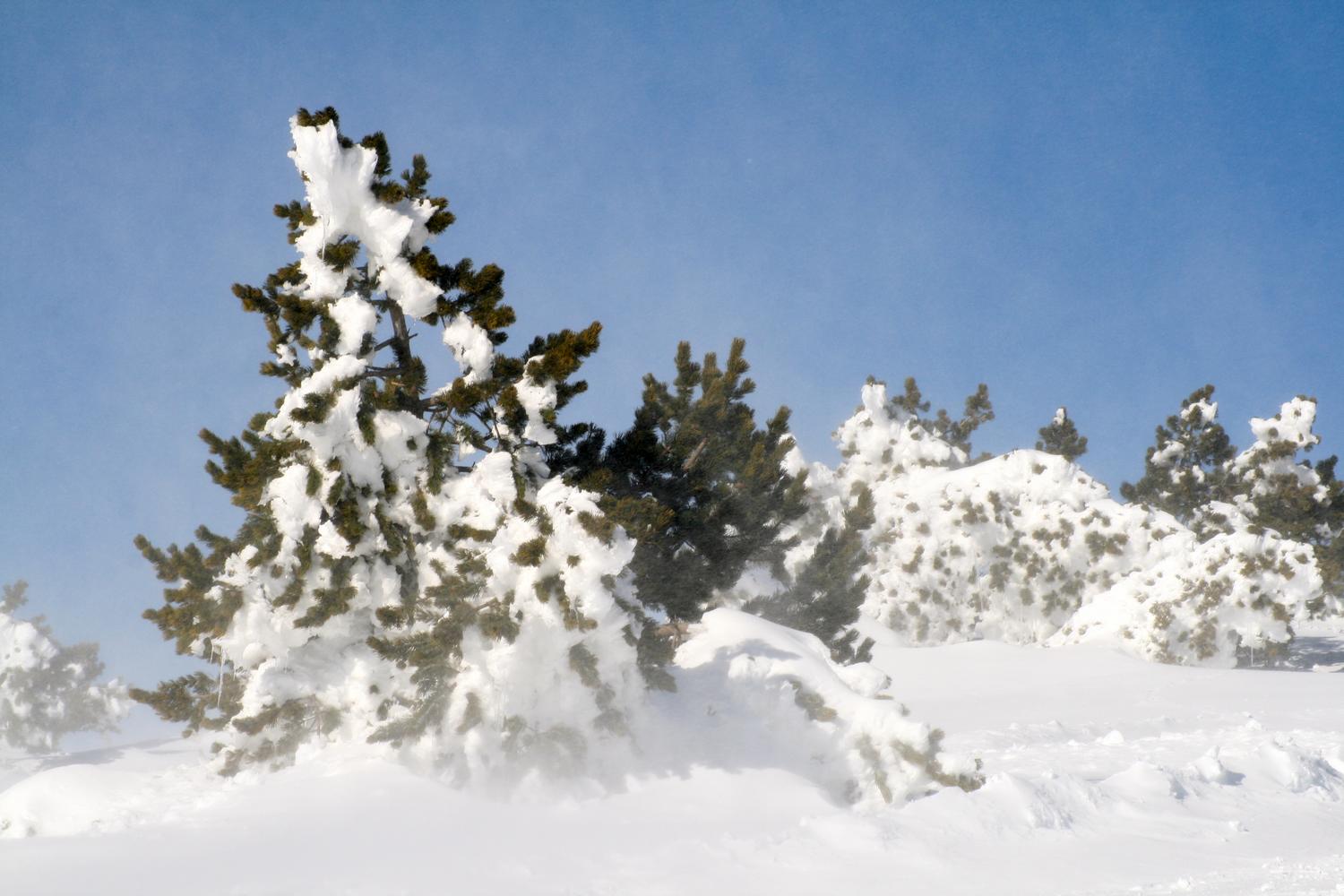 Neige ventoux chalet reynard