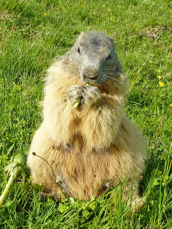 Chalet des marmottes les saisies