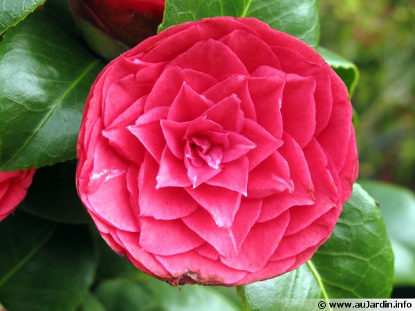 Salon de thé jardin des plantes nantes
