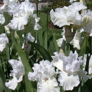 Salon de jardin iris jardiland